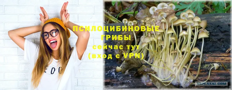 hydra tor  Боровичи  Псилоцибиновые грибы Psilocybine cubensis 